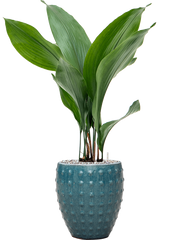 Aspidistra elatior in Laos Mini Office Plant With Pot 68cm Height 16cm Dia