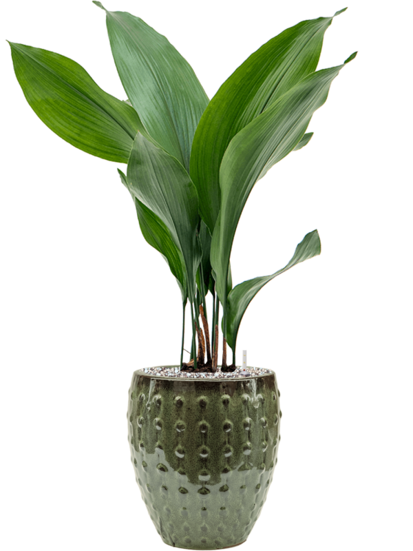 Aspidistra elatior in Laos Mini Office Plant With Pot 68cm Height 16cm Dia