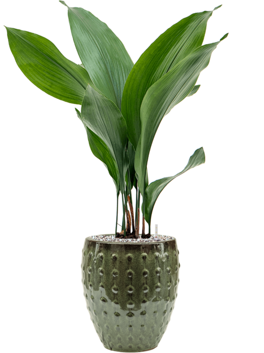 Aspidistra elatior in Laos Mini Office Plant With Pot 68cm Height 16cm Dia