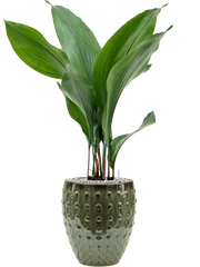 Aspidistra elatior in Laos Mini Office Plant With Pot 68cm Height 16cm Dia