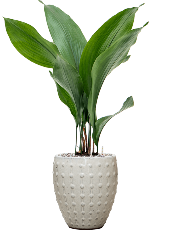 Aspidistra elatior in Laos Mini Office Plant With Pot 68cm Height 16cm Dia