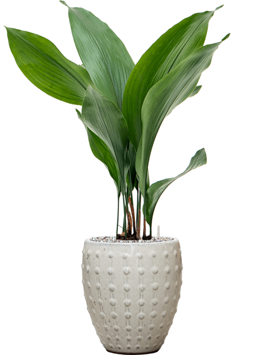 Aspidistra elatior in Laos Mini Office Plant With Pot 68cm Height 16cm Dia