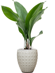 Aspidistra elatior in Laos Mini Office Plant With Pot 68cm Height 16cm Dia