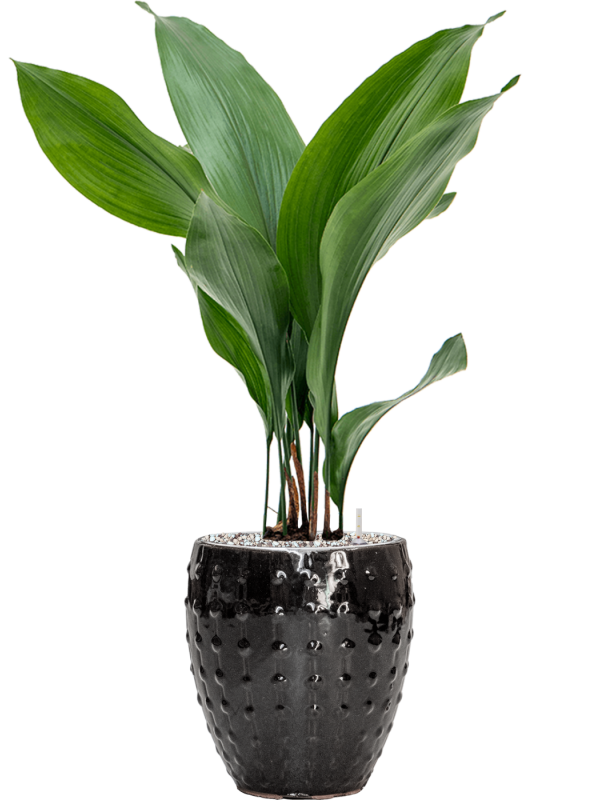 Aspidistra elatior in Laos Mini Office Plant With Pot 68cm Height 16cm Dia