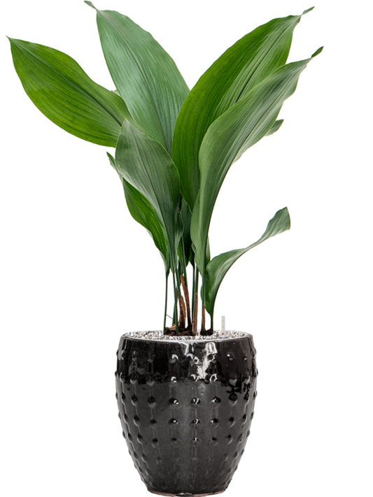 Aspidistra elatior in Laos Mini Office Plant With Pot 68cm Height 16cm Dia