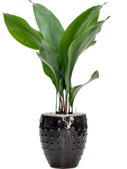 Aspidistra elatior in Laos Mini Office Plant With Pot 68cm Height 16cm Dia