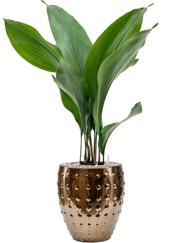 Aspidistra elatior in Laos Mini Office Plant With Pot 68cm Height 16cm Dia