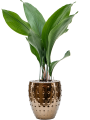 Aspidistra elatior in Laos Mini Office Plant With Pot 68cm Height 16cm Dia