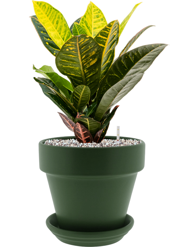 Croton (Codiaeum) variegatum 'Petra' in Urbann Office Plant With Pot 49cm Height 19cm Dia