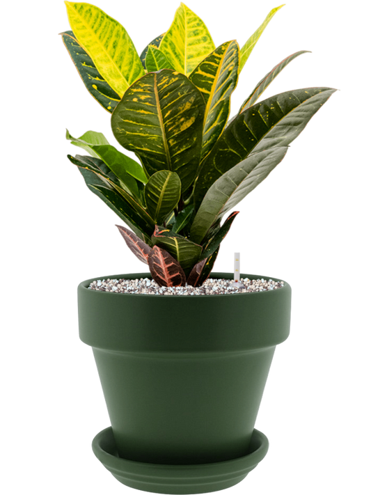 Croton (Codiaeum) variegatum 'Petra' in Urbann Office Plant With Pot 49cm Height 19cm Dia