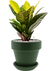 Croton (Codiaeum) variegatum 'Petra' in Urbann Office Plant With Pot 49cm Height 19cm Dia