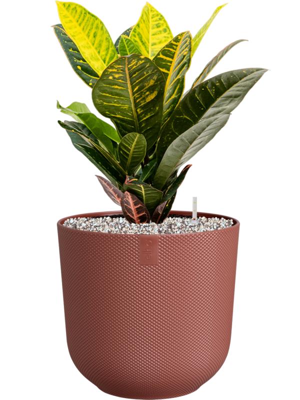 Croton (Codiaeum) variegatum 'Petra' in Jazz Office Plant With Pot 50cm Height 17cm Dia