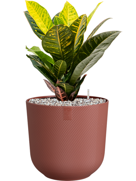 Croton (Codiaeum) variegatum 'Petra' in Jazz Office Plant With Pot 50cm Height 17cm Dia