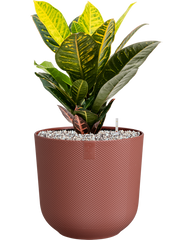 Croton (Codiaeum) variegatum 'Petra' in Jazz Office Plant With Pot 50cm Height 17cm Dia