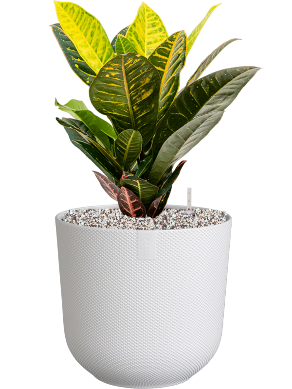 Croton (Codiaeum) variegatum 'Petra' in Jazz Office Plant With Pot 50cm Height 17cm Dia