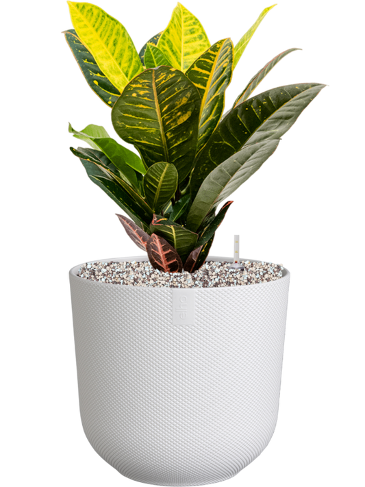 Croton (Codiaeum) variegatum 'Petra' in Jazz Office Plant With Pot 50cm Height 17cm Dia