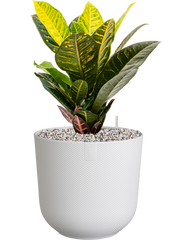 Croton (Codiaeum) variegatum 'Petra' in Jazz Office Plant With Pot 50cm Height 17cm Dia