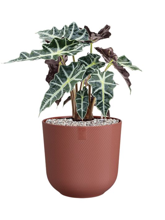 Alocasia 'Polly' in Jazz Office Plant With Pot 51cm Height 17cm Dia