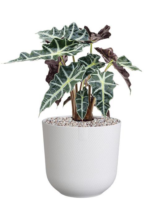 Alocasia 'Polly' in Jazz Office Plant With Pot 51cm Height 17cm Dia