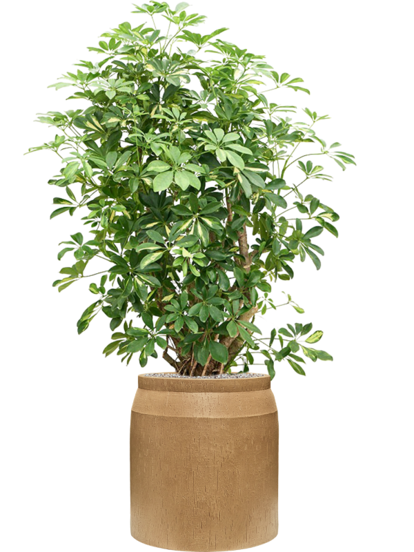 Schefflera arboricola 'Gold Capella' in Baq Raindrop Office Plant With Pot 159cm Height cm Dia