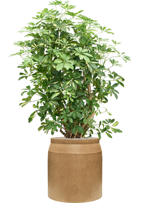 Schefflera arboricola 'Gold Capella' in Baq Raindrop Office Plant With Pot 159cm Height cm Dia