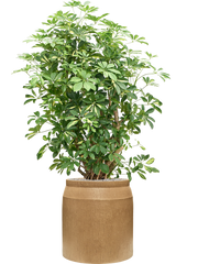 Schefflera arboricola 'Gold Capella' in Baq Raindrop Office Plant With Pot 159cm Height cm Dia