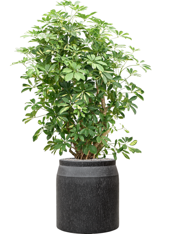 Schefflera arboricola 'Gold Capella' in Baq Raindrop Office Plant With Pot 159cm Height cm Dia