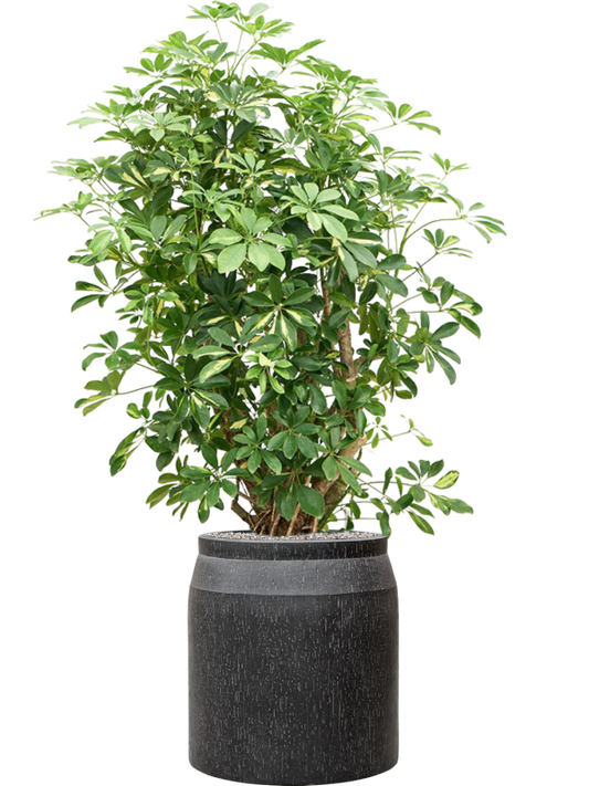 Schefflera arboricola 'Gold Capella' in Baq Raindrop Office Plant With Pot 159cm Height cm Dia