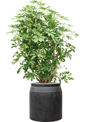 Schefflera arboricola 'Gold Capella' in Baq Raindrop Office Plant With Pot 159cm Height cm Dia