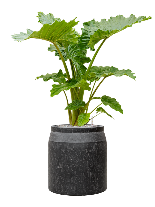 Alocasia 'Portodora' in Baq Raindrop Office Plant With Pot 134cm Height cm Dia