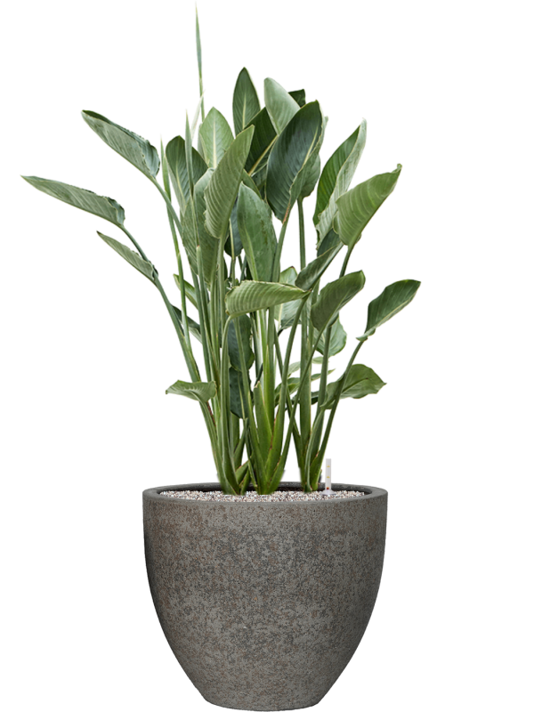 Strelitzia reginae in Cement & Stone Office Plant With Pot 138cm Height 44cm Dia