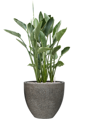 Strelitzia reginae in Cement & Stone Office Plant With Pot 138cm Height 44cm Dia