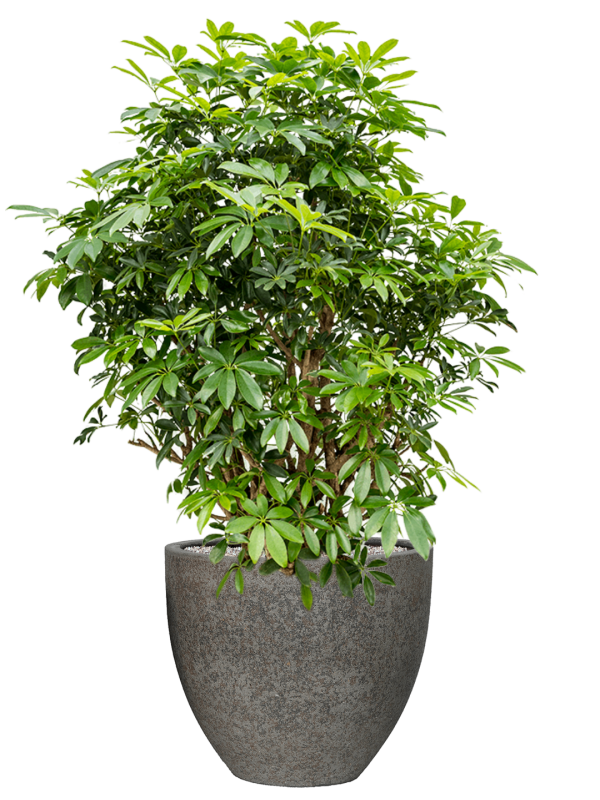 Schefflera arboricola 'Compacta' in Cement & Stone Office Plant With Pot 142cm Height 44cm Dia