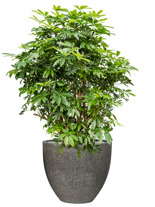 Schefflera arboricola 'Compacta' in Cement & Stone Office Plant With Pot 142cm Height 44cm Dia