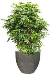 Schefflera arboricola 'Compacta' in Cement & Stone Office Plant With Pot 142cm Height 44cm Dia