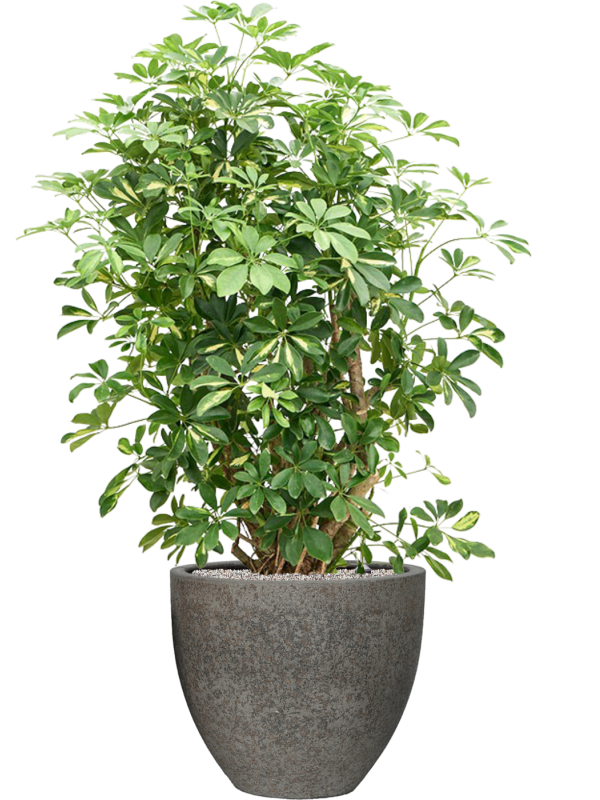 Schefflera arboricola 'Gold Capella' in Cement & Stone Office Plant With Pot 151cm Height 44cm Dia