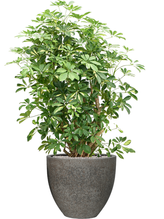 Schefflera arboricola 'Gold Capella' in Cement & Stone Office Plant With Pot 151cm Height 44cm Dia