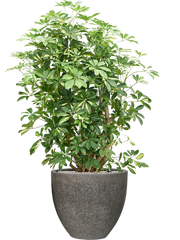 Schefflera arboricola 'Gold Capella' in Cement & Stone Office Plant With Pot 151cm Height 44cm Dia