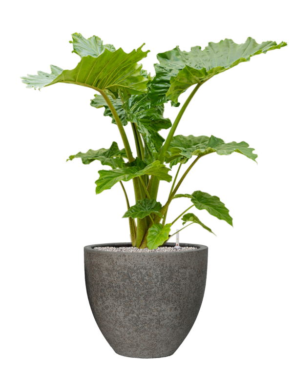 Alocasia 'Portodora' in Cement & Stone Office Plant With Pot 126cm Height 44cm Dia