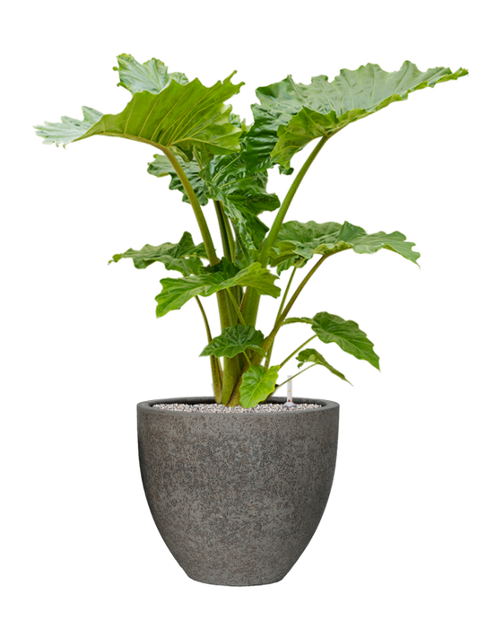 Alocasia 'Portodora' in Cement & Stone Office Plant With Pot 126cm Height 44cm Dia