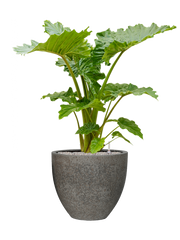 Alocasia 'Portodora' in Cement & Stone Office Plant With Pot 126cm Height 44cm Dia