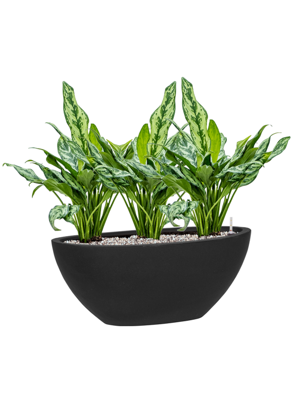 Aglaonema 'Miss Julliette' in Fiberstone Office Plant With Pot 52cm Height 22cm Dia