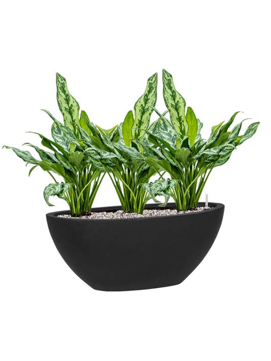 Aglaonema 'Miss Julliette' in Fiberstone Office Plant With Pot 52cm Height 22cm Dia