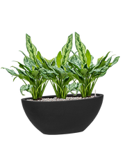 Aglaonema 'Miss Julliette' in Fiberstone Office Plant With Pot 52cm Height 22cm Dia