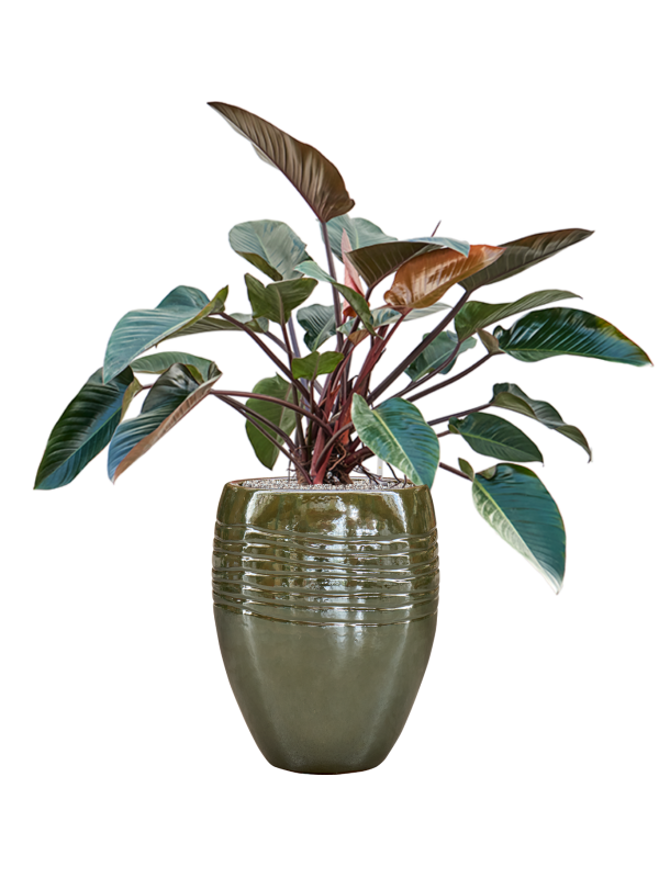 Philodendron 'Red Beauty' in Traces Office Plant With Pot 126cm Height 30.5cm Dia