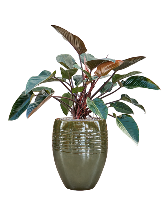 Philodendron 'Red Beauty' in Traces Office Plant With Pot 126cm Height 30.5cm Dia