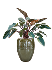 Philodendron 'Red Beauty' in Traces Office Plant With Pot 126cm Height 30.5cm Dia