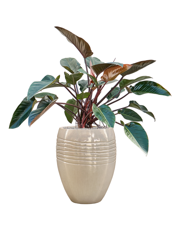 Philodendron 'Red Beauty' in Traces Office Plant With Pot 126cm Height 30.5cm Dia