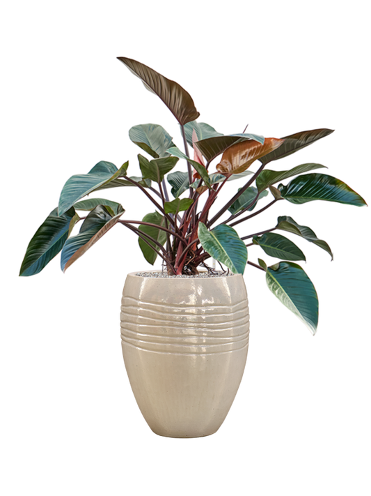 Philodendron 'Red Beauty' in Traces Office Plant With Pot 126cm Height 30.5cm Dia