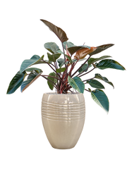 Philodendron 'Red Beauty' in Traces Office Plant With Pot 126cm Height 30.5cm Dia